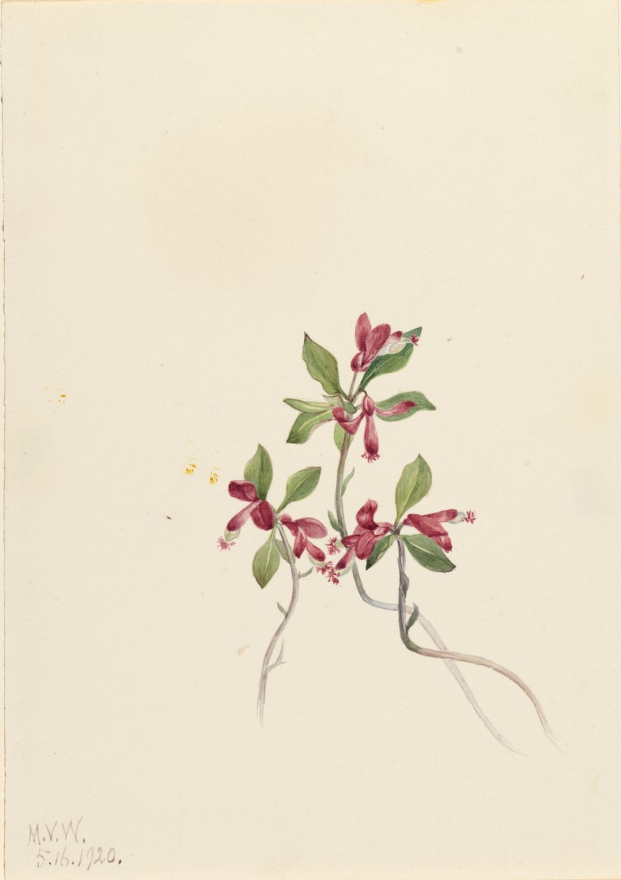 Poligala frangiata Polygala paucifolia, 1920 da Mary Vaux Walcott
