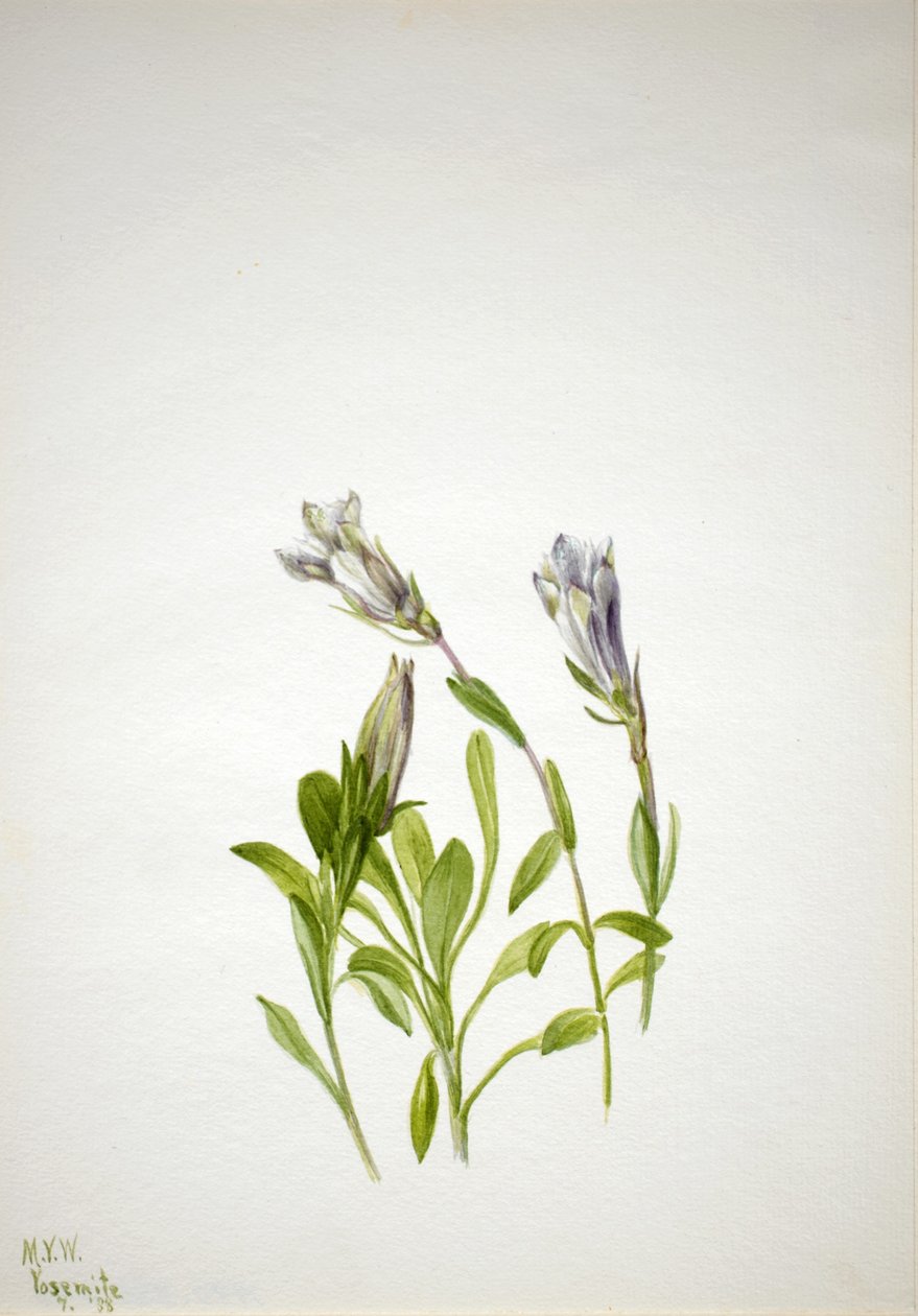 Genziana (Gentiana newberri) da Mary Vaux Walcott