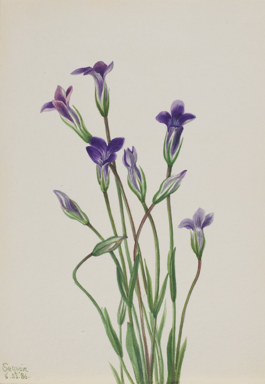 Genziana Gentiana holopetala da Mary Vaux Walcott