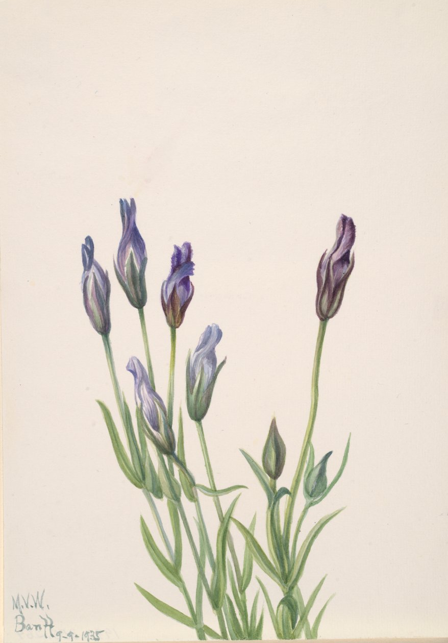 Genziana da Mary Vaux Walcott