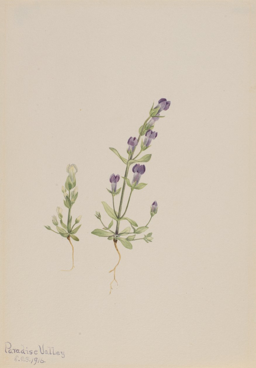 Gentiana propingua, 1916 da Mary Vaux Walcott