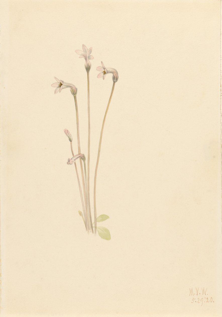 Ghostpipe (Thalesia uniflora) da Mary Vaux Walcott