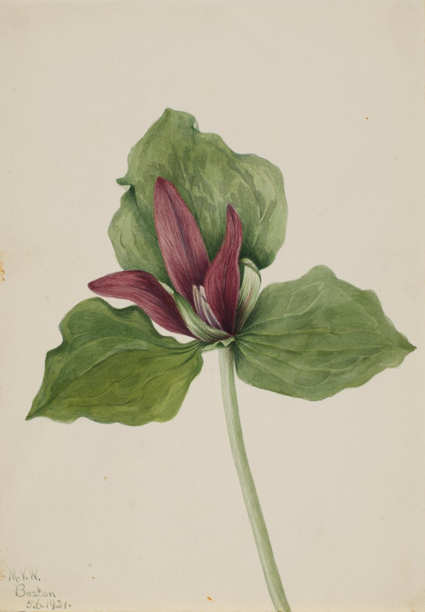 Trillium gigante (Trillium chloropetalum) da Mary Vaux Walcott