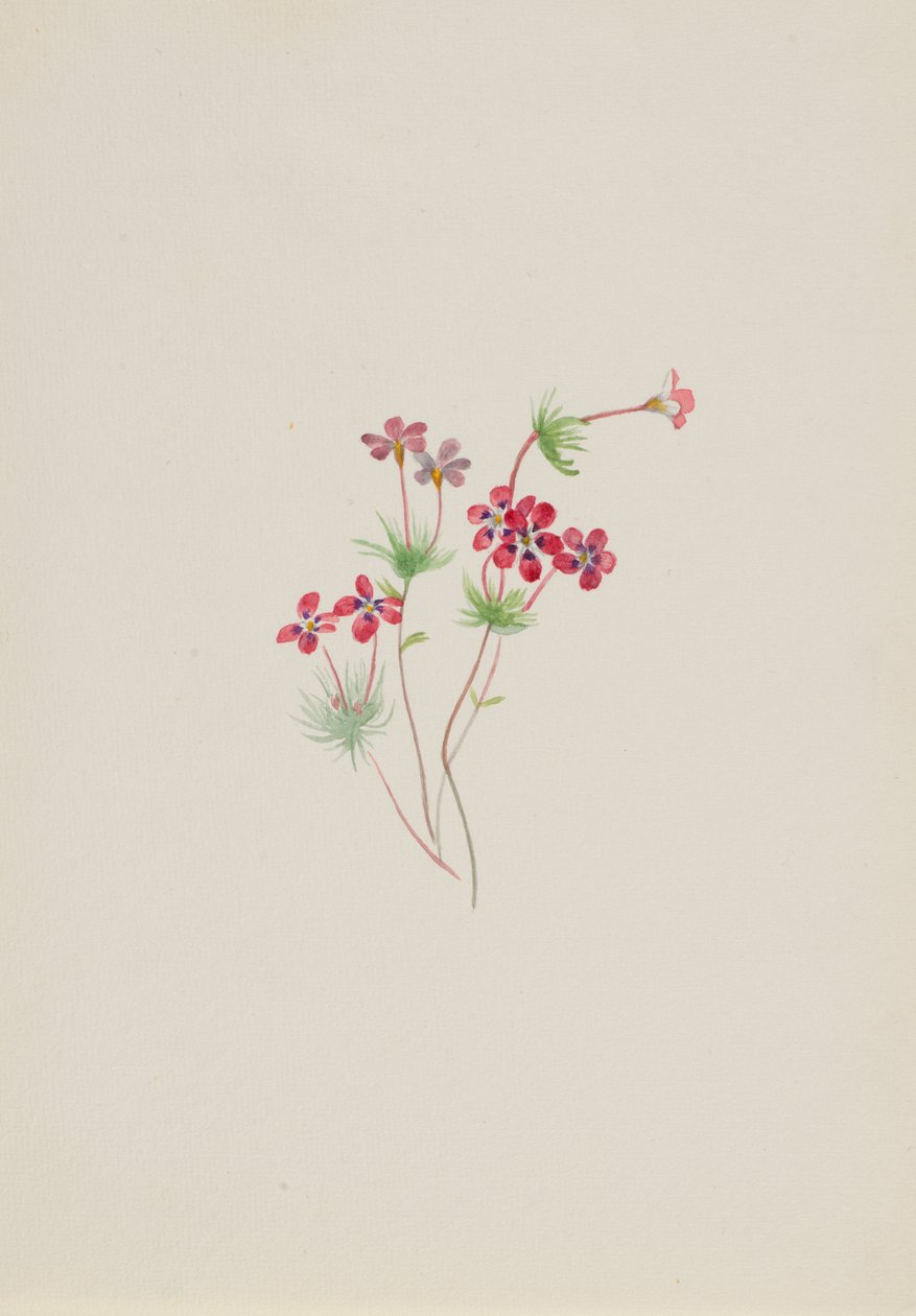 Gilia linanthus parviflorus da Mary Vaux Walcott
