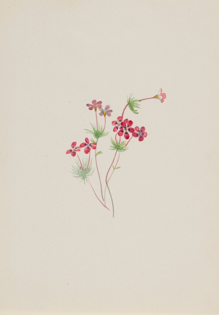 Gilia linanthus parviflorus da Mary Vaux Walcott