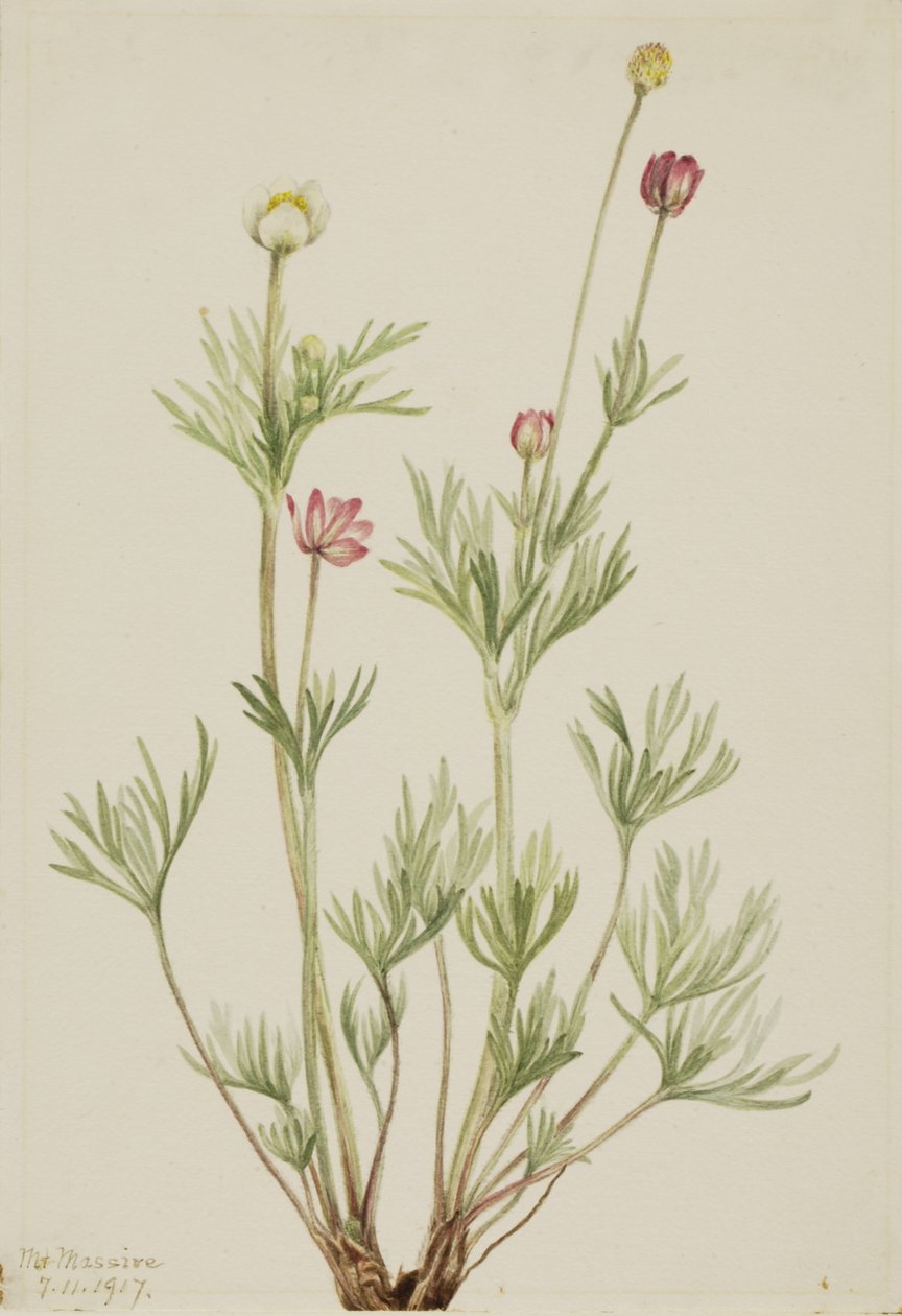 Anemone globosa, 1917 da Mary Vaux Walcott