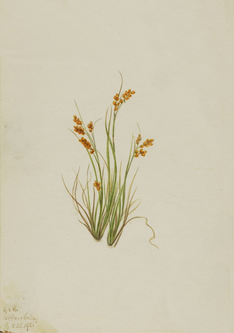 Carice dorata Carex aurea da Mary Vaux Walcott