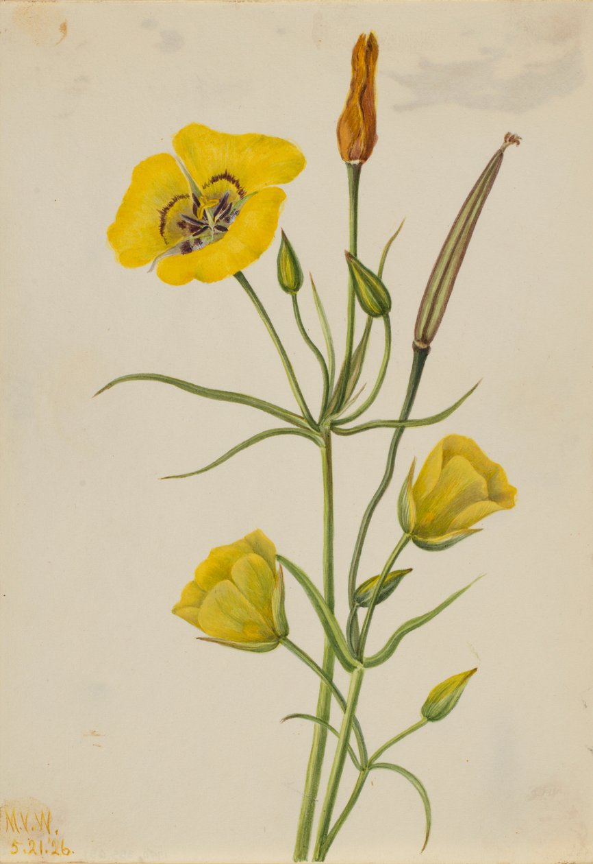 Mariposa arcobaleno (Calochortus claratus) da Mary Vaux Walcott