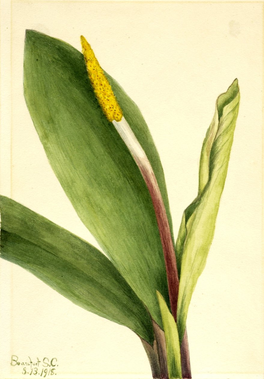 Pianta d