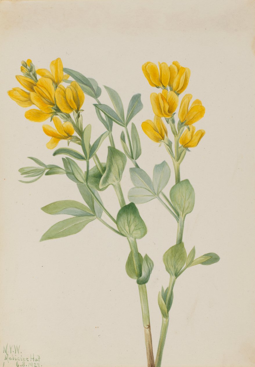 Goldenpea Thermopsis rhombifolia, 1923 da Mary Vaux Walcott