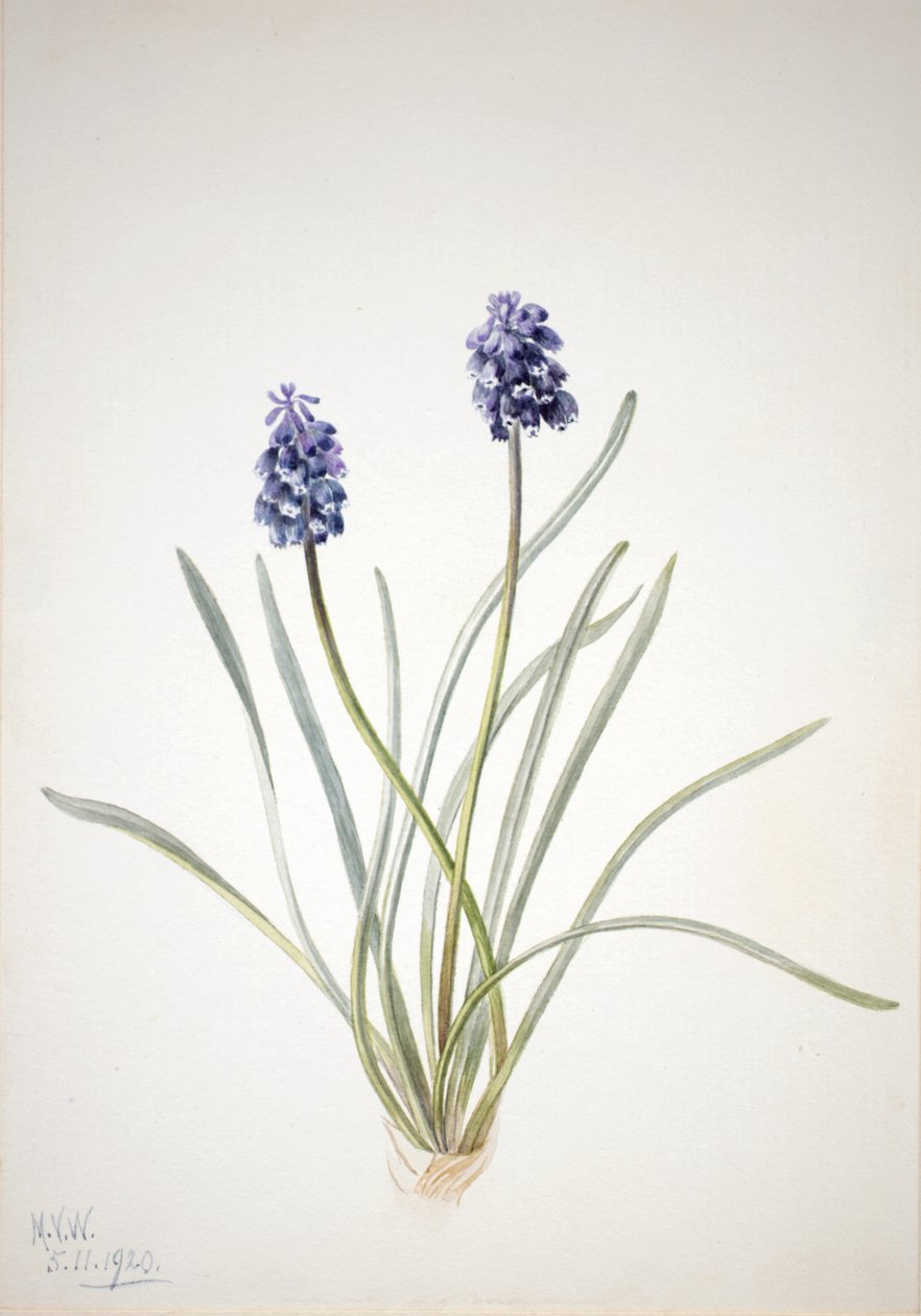 Giacinto a grappolo Muscari racemosum, 1920 da Mary Vaux Walcott