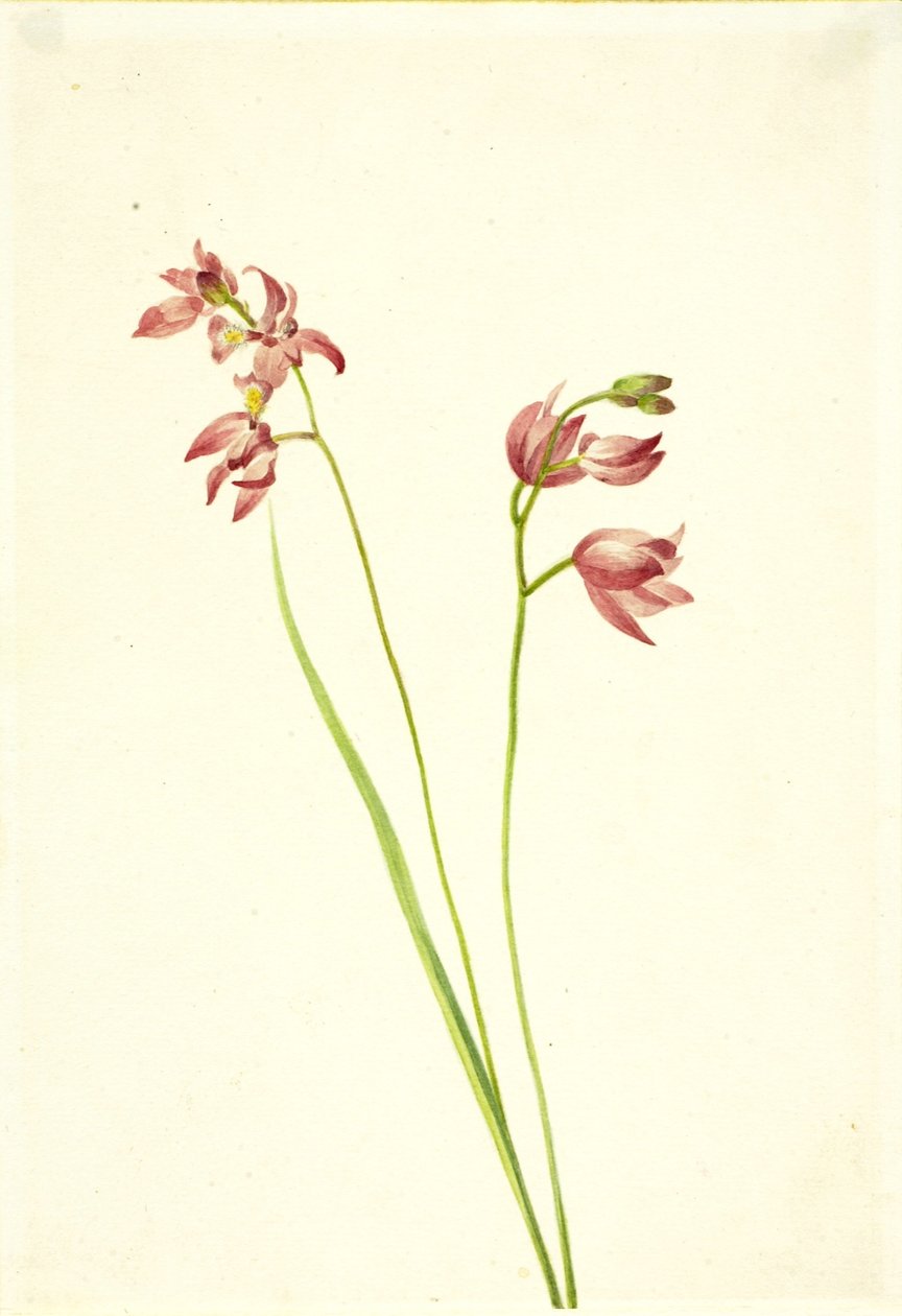 Orchidea rosa d