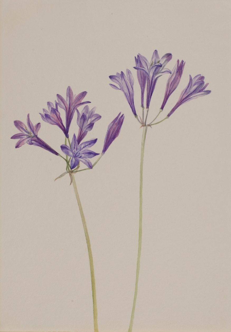 Erba Nut Brodiaea laxa da Mary Vaux Walcott