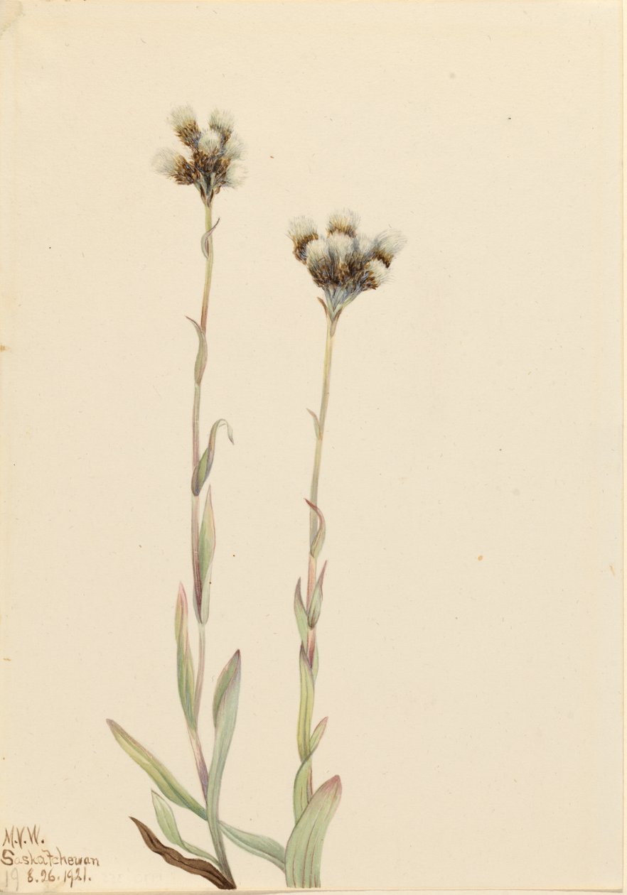 Passera grigia (Antennaria howellii) da Mary Vaux Walcott