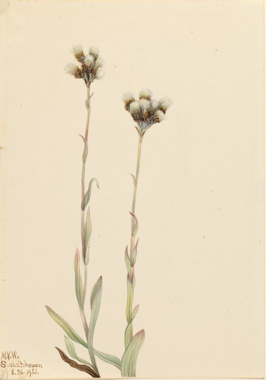 Antennaria howellii, 1921 da Mary Vaux Walcott