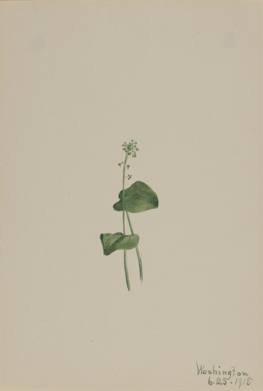 Malaxis unifolia da Mary Vaux Walcott