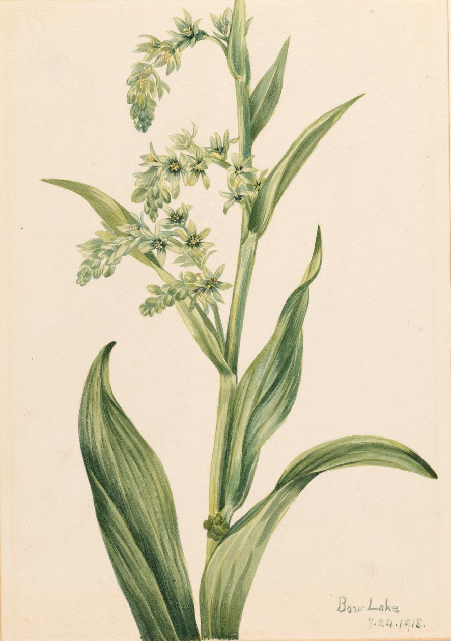 Cavolo orsino (Veratrum viride) da Mary Vaux Walcott