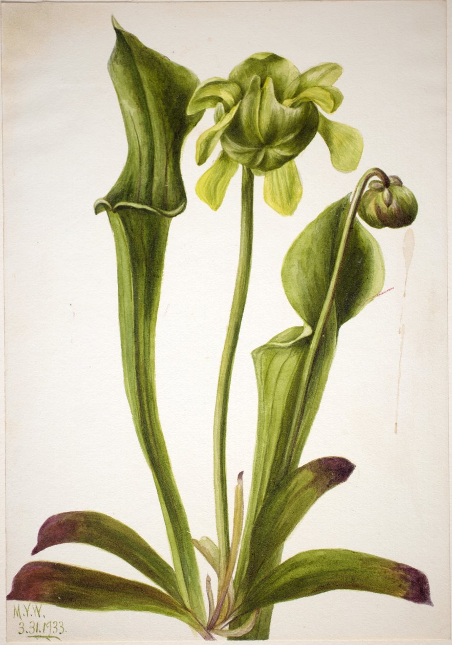Pianta grassa verde (Sarracenia orephila) da Mary Vaux Walcott