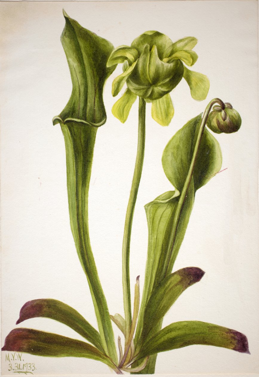 Pianta Carnivora Verde Sarracenia orephila, 1933 da Mary Vaux Walcott