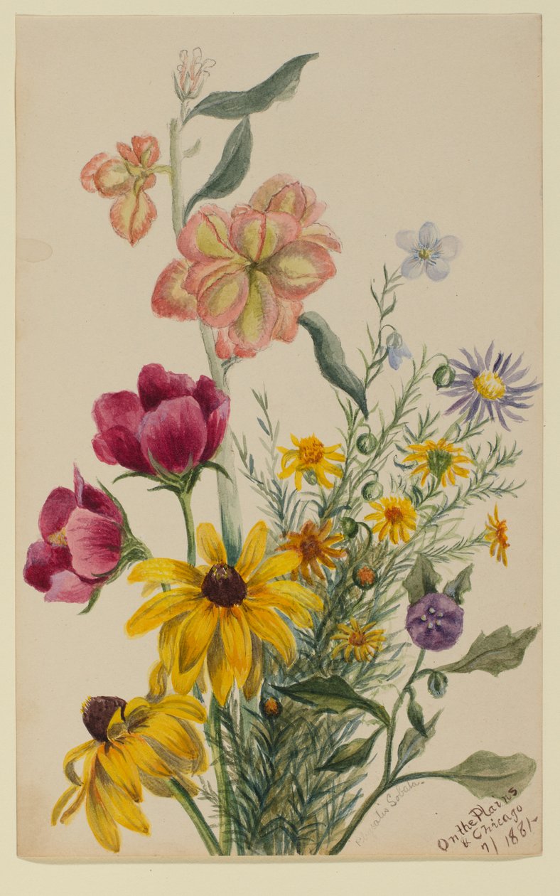 Gruppo di fiori da Mary Vaux Walcott