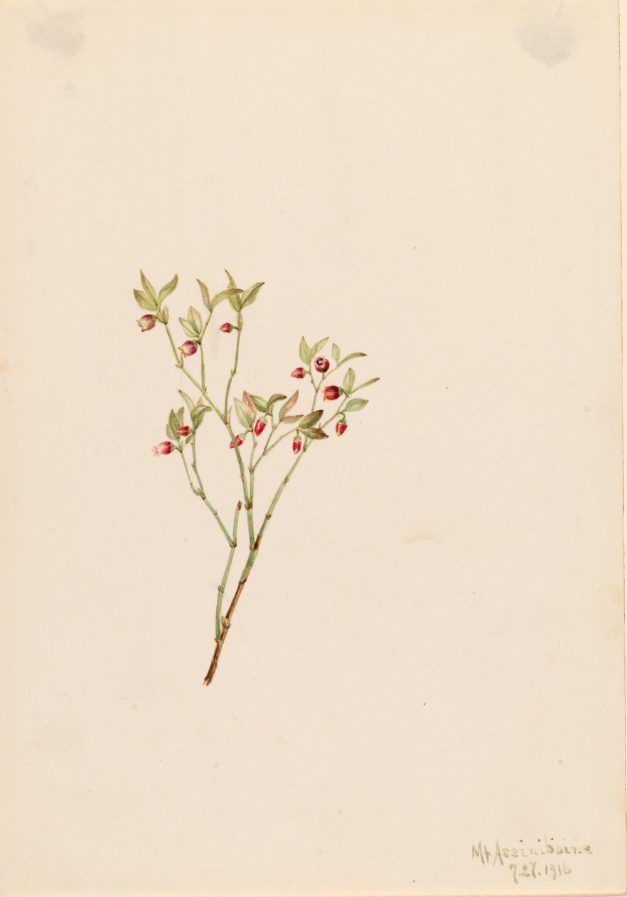 Mirtillo nero (Vaccinum scoparium) da Mary Vaux Walcott