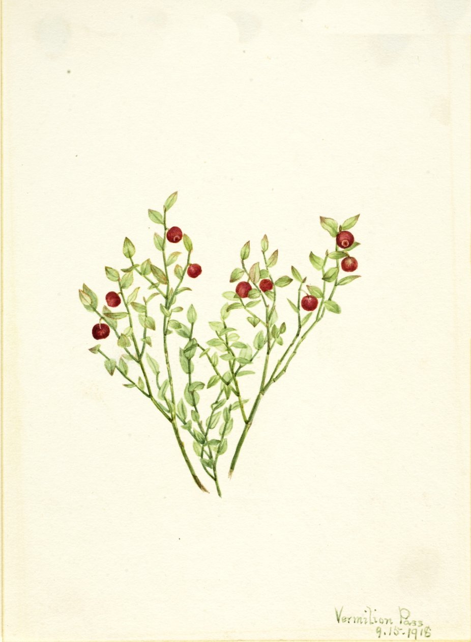 Vaccinium scoparium, 1918 da Mary Vaux Walcott