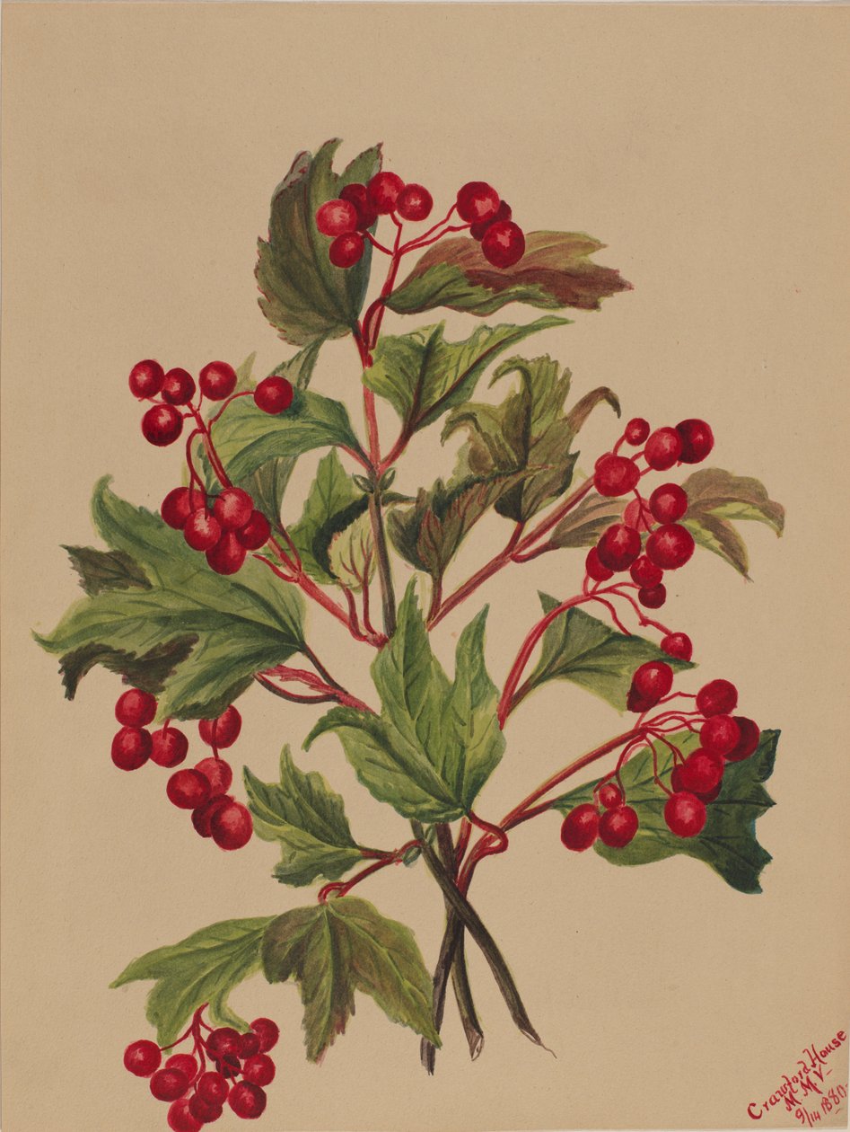 Viburno americano, 1880 da Mary Vaux Walcott
