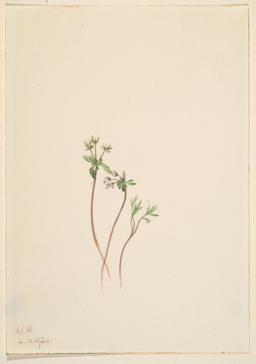 Precursore della primavera (Erigenia bulbosa) da Mary Vaux Walcott