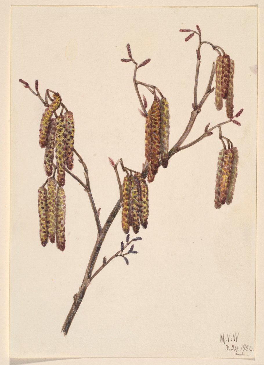 Ontano nocciola (Alnus regosa) da Mary Vaux Walcott