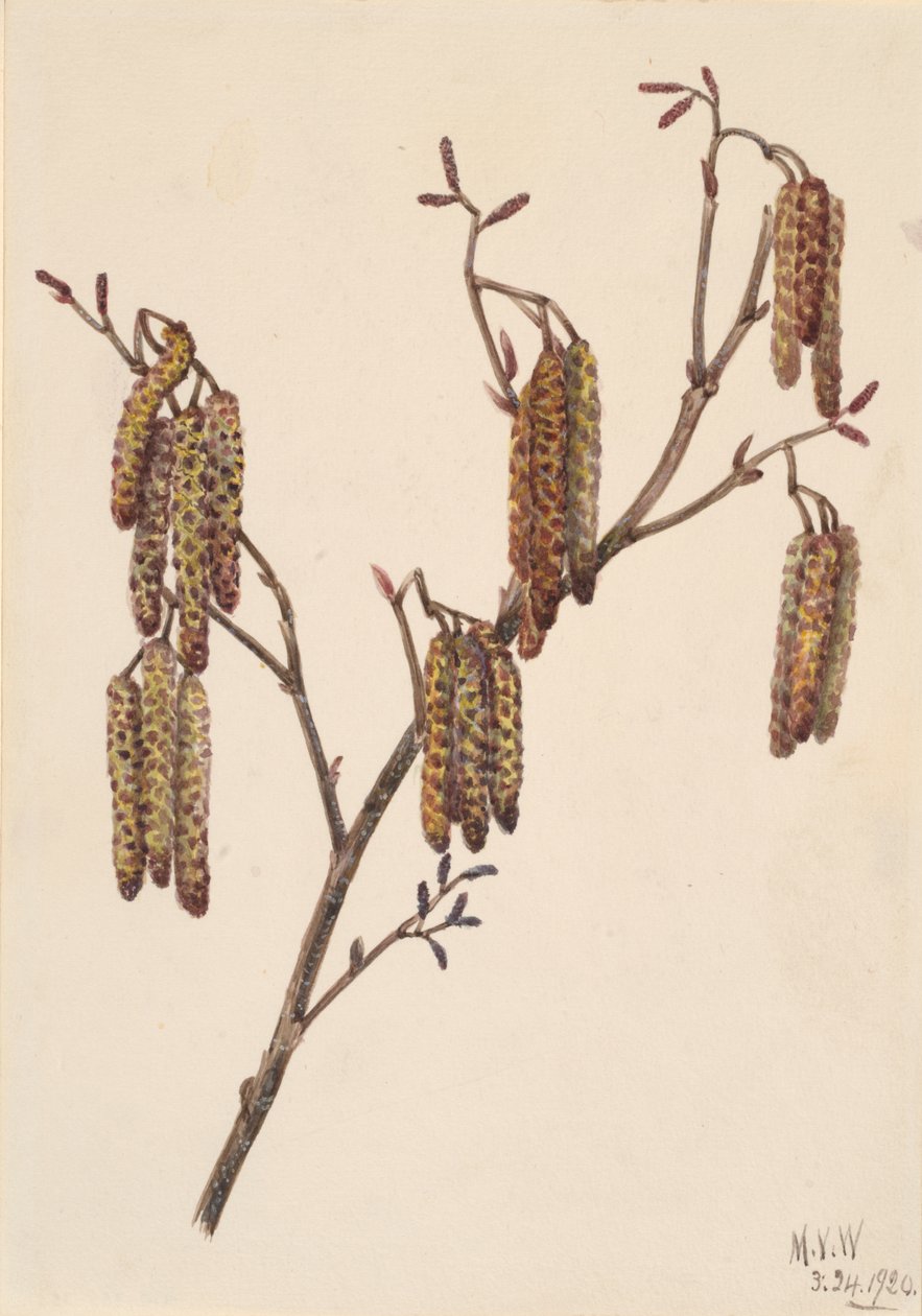 Ontano nocciolo, 1920 da Mary Vaux Walcott