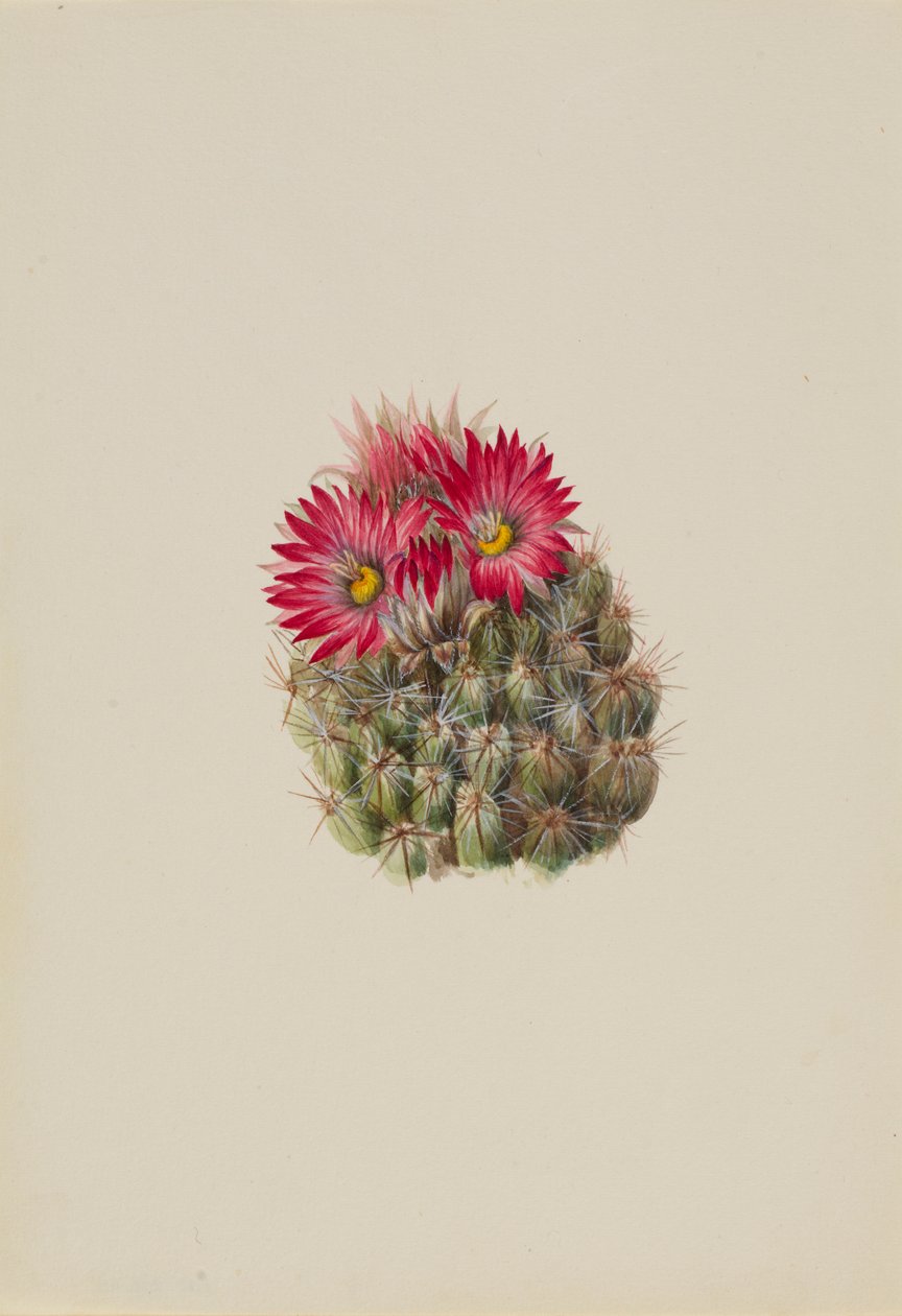 Cactus riccio (Coryphantha arizonica) da Mary Vaux Walcott