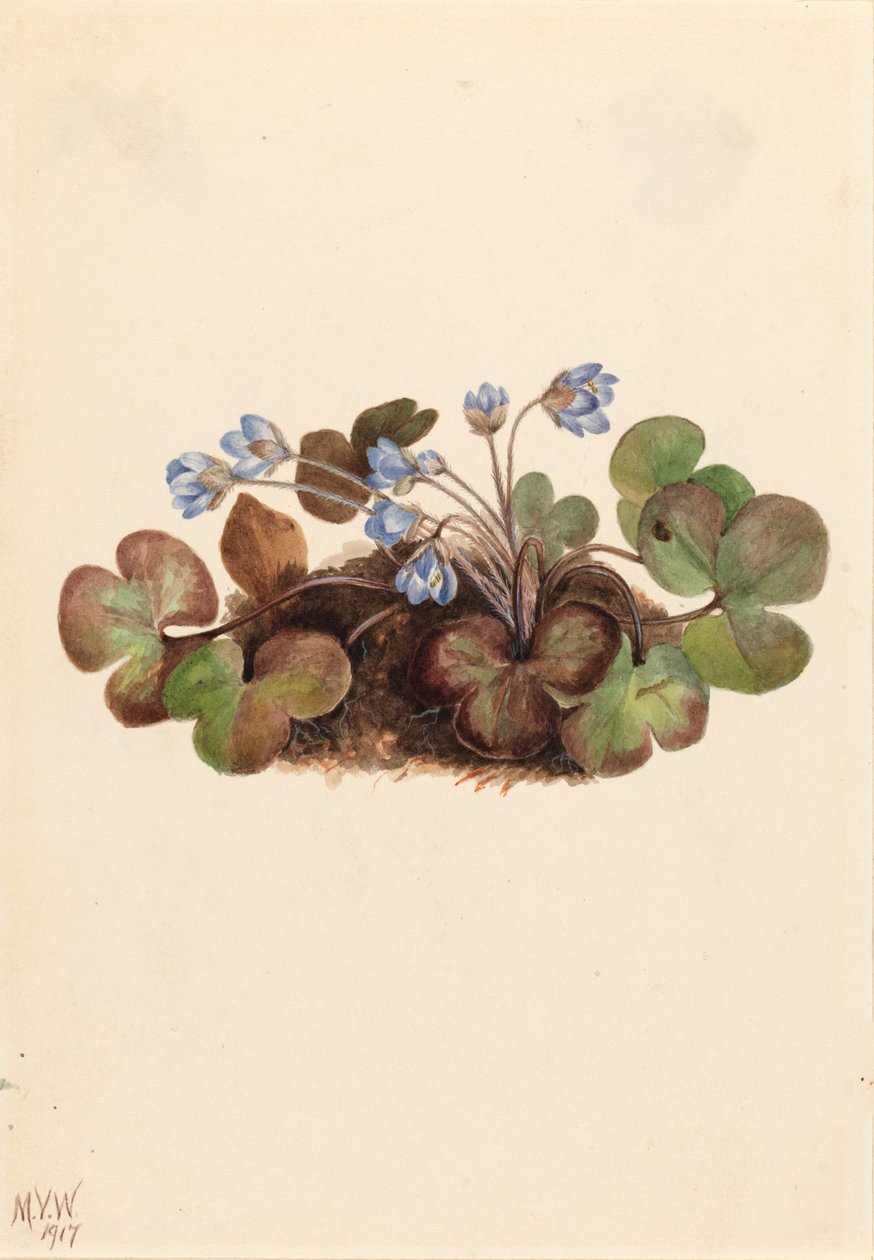Epatica Hepatica americana da Mary Vaux Walcott