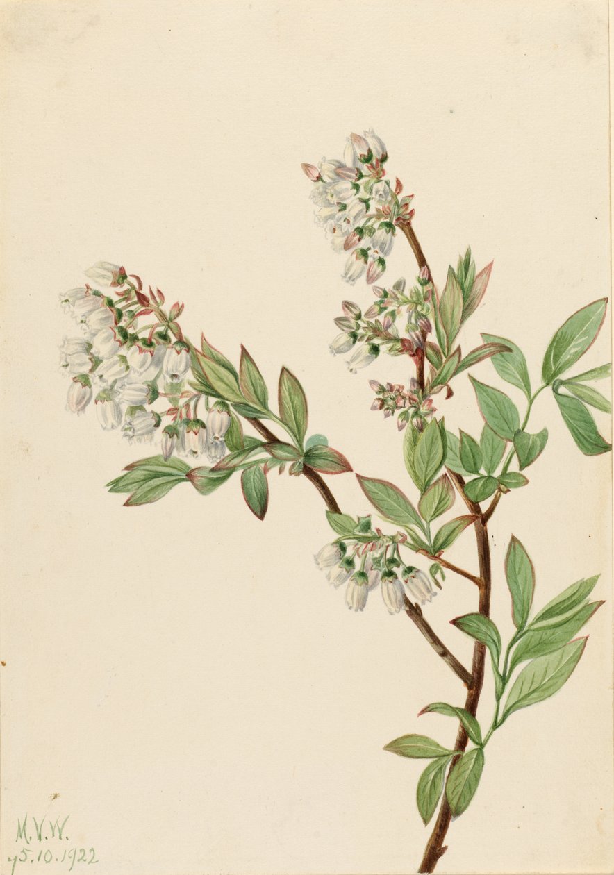 Mirtillo nero (Vaccinium corymbosum) da Mary Vaux Walcott