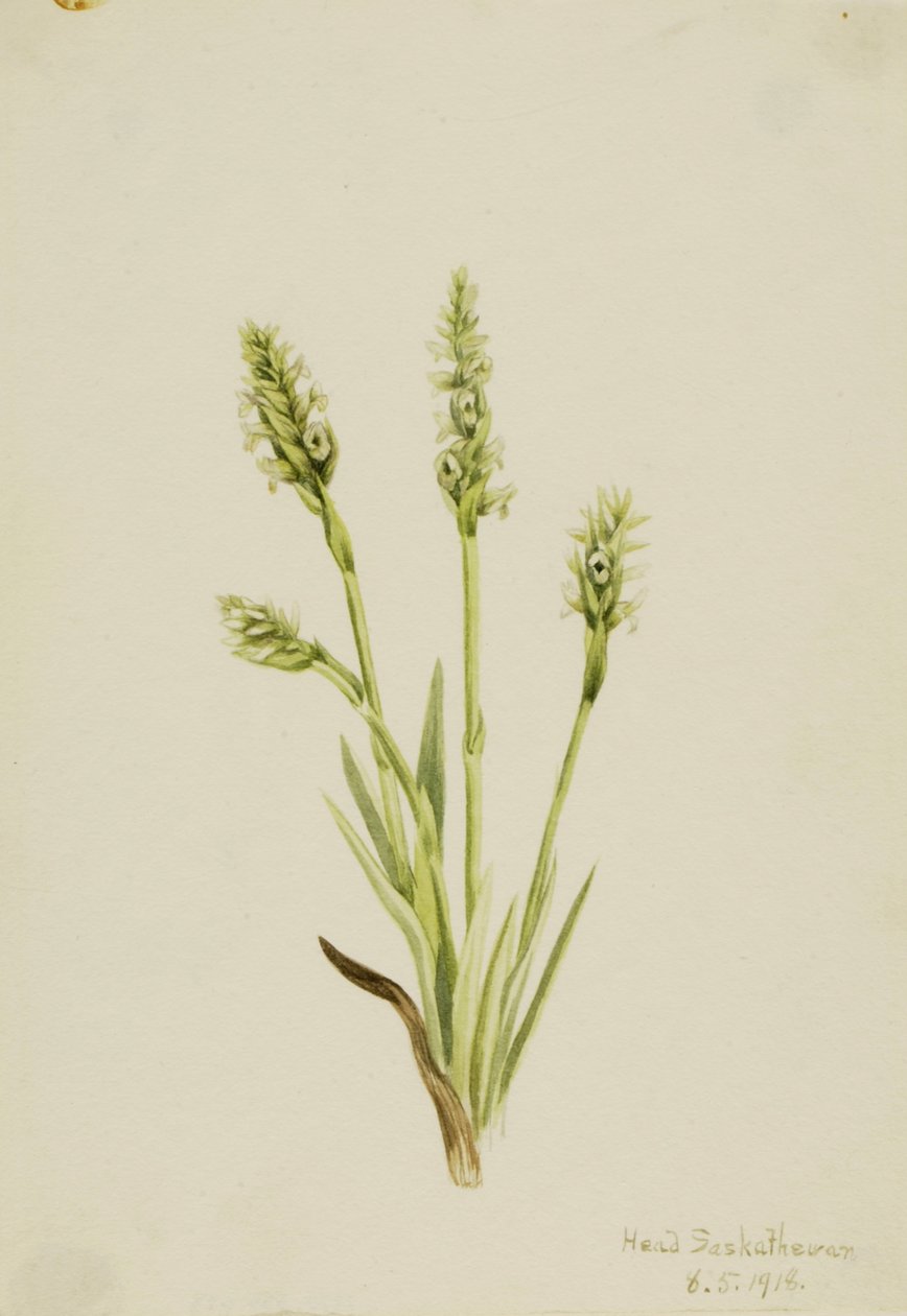 Hooded Ladies-Tresses Ibidium strictum da Mary Vaux Walcott