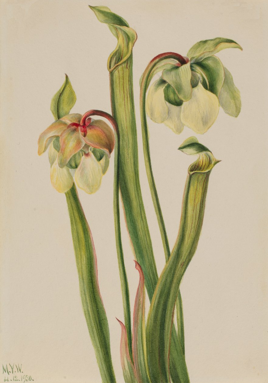 Pianta ibrida Sarracenia minor, 1930 da Mary Vaux Walcott