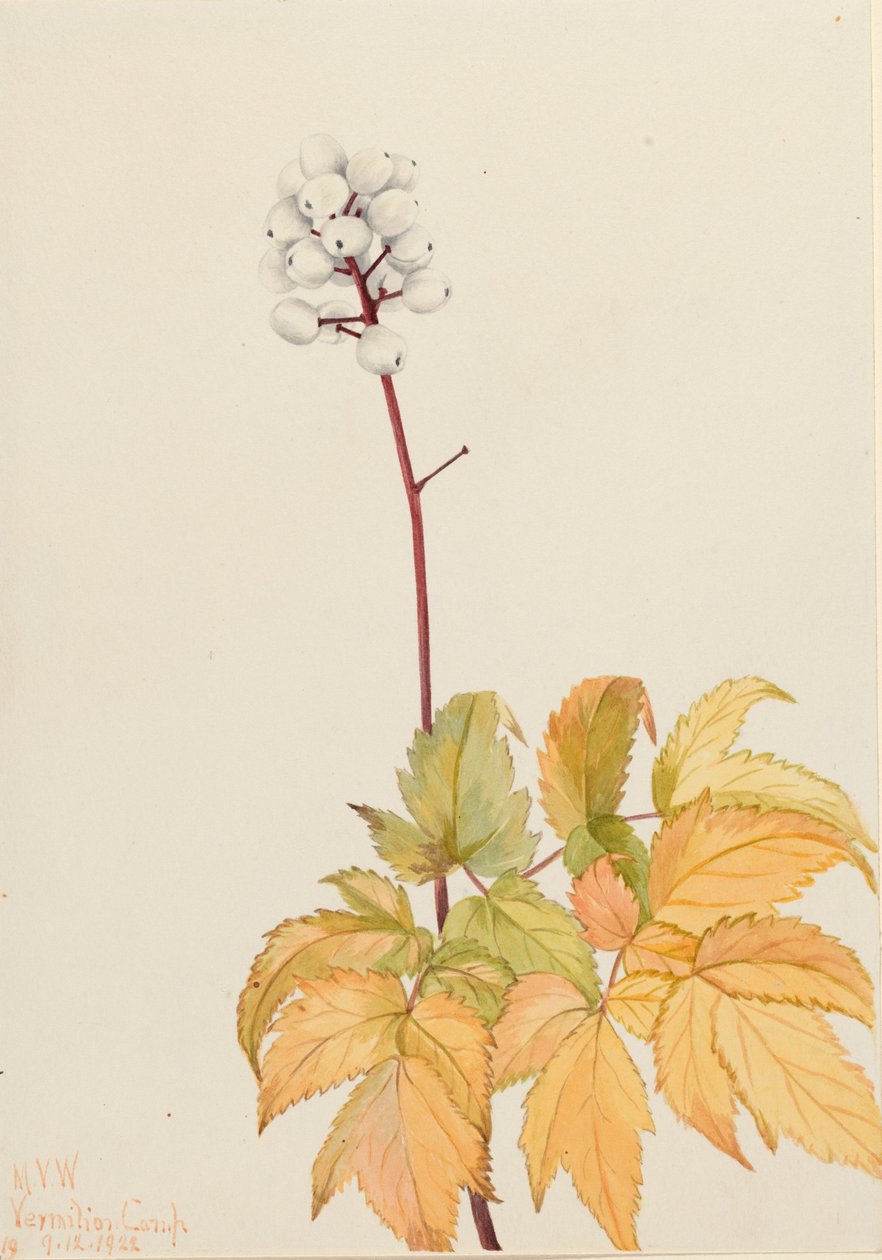 Actaea arguta, Baneberry d