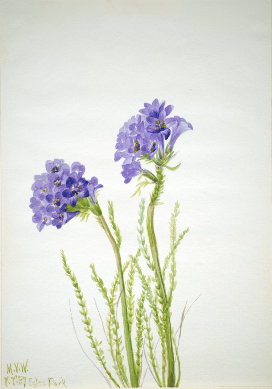 Scala di Giacobbe Polemonium viscosum da Mary Vaux Walcott