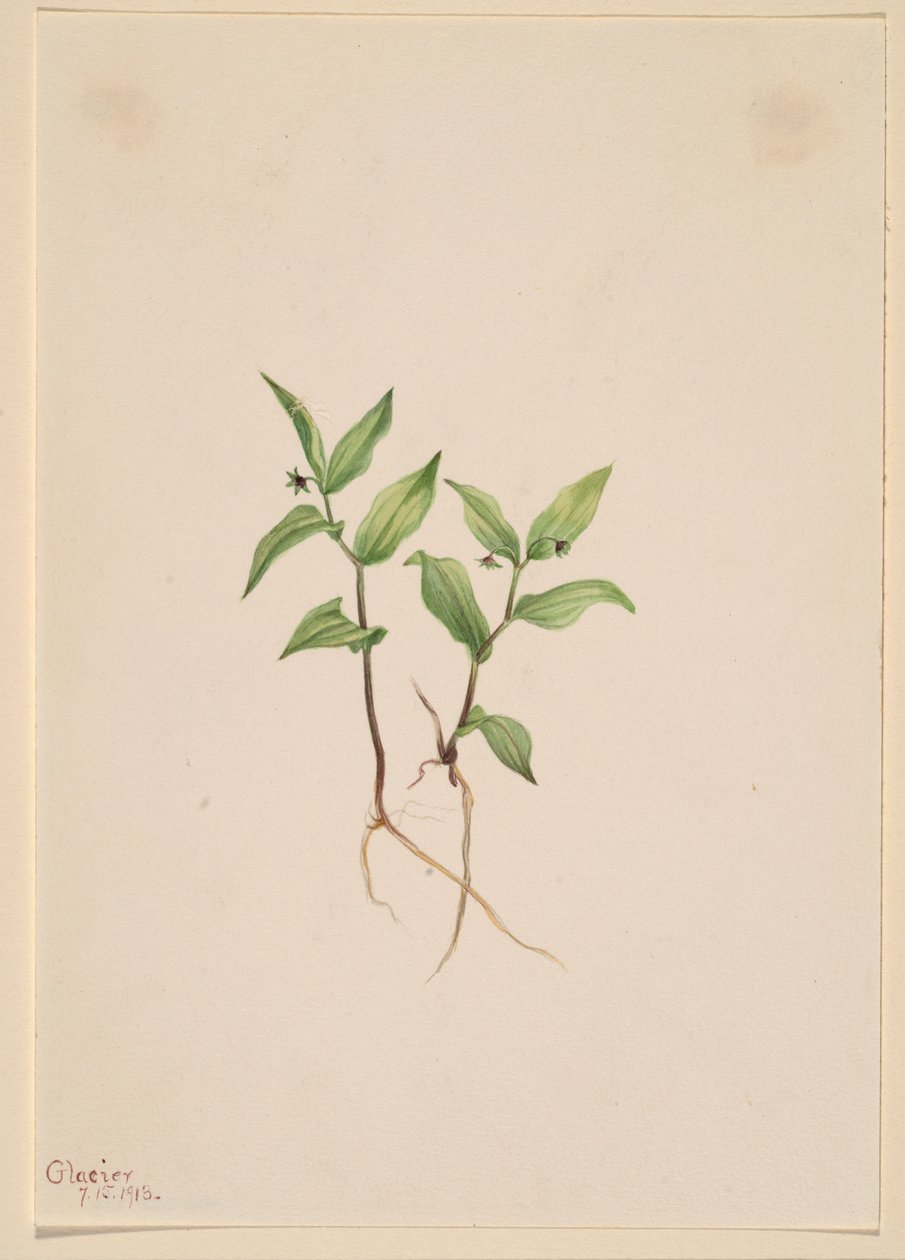 Kruhsea (Kruhsea streptopoides) da Mary Vaux Walcott