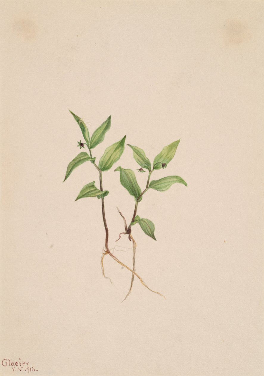 Kruhsea Kruhsea streptopoides, 1913 da Mary Vaux Walcott