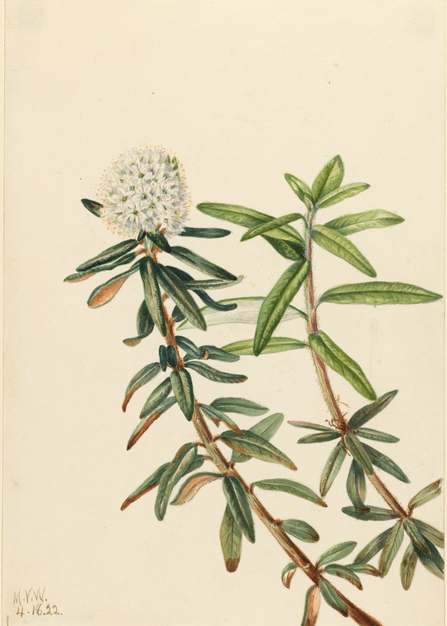 Tè del Labrador (Ledum groenlandicum) da Mary Vaux Walcott