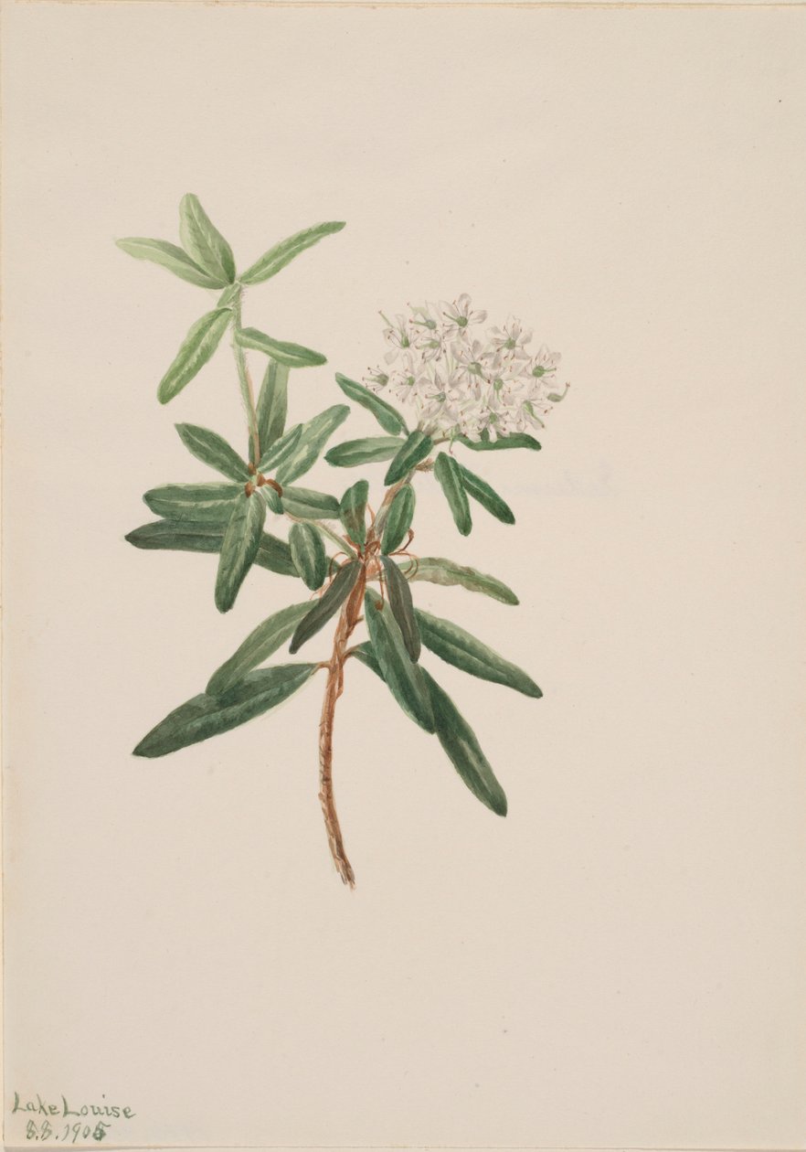 Tè del Labrador (Ledum groenlandicum) da Mary Vaux Walcott