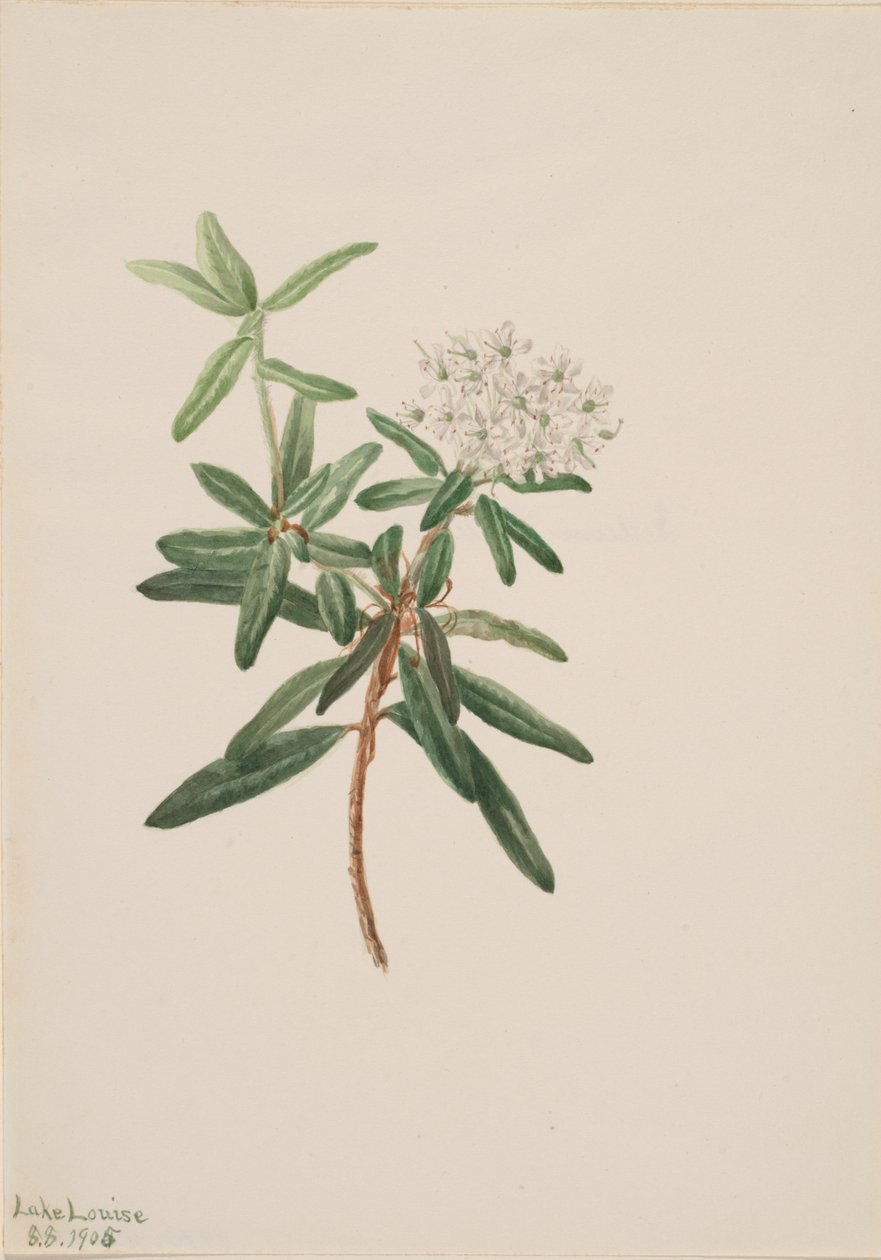 Tè del Labrador Ledum groenlandicum da Mary Vaux Walcott