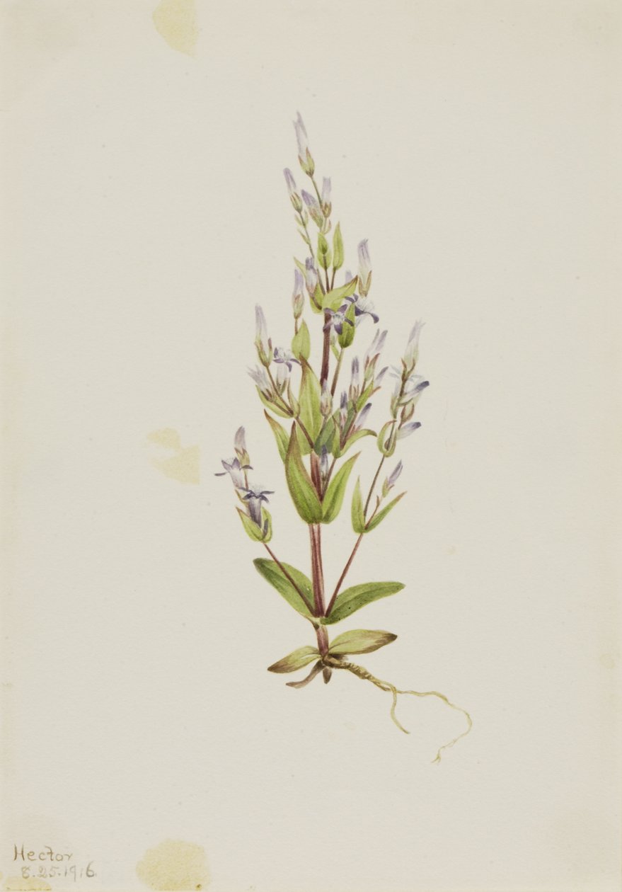 Genziana acuta, 1916 da Mary Vaux Walcott