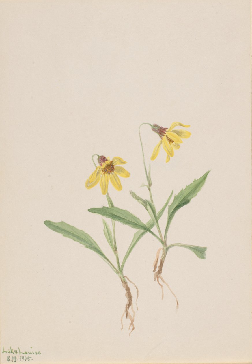 Lago Louise Arnica, 1905 da Mary Vaux Walcott