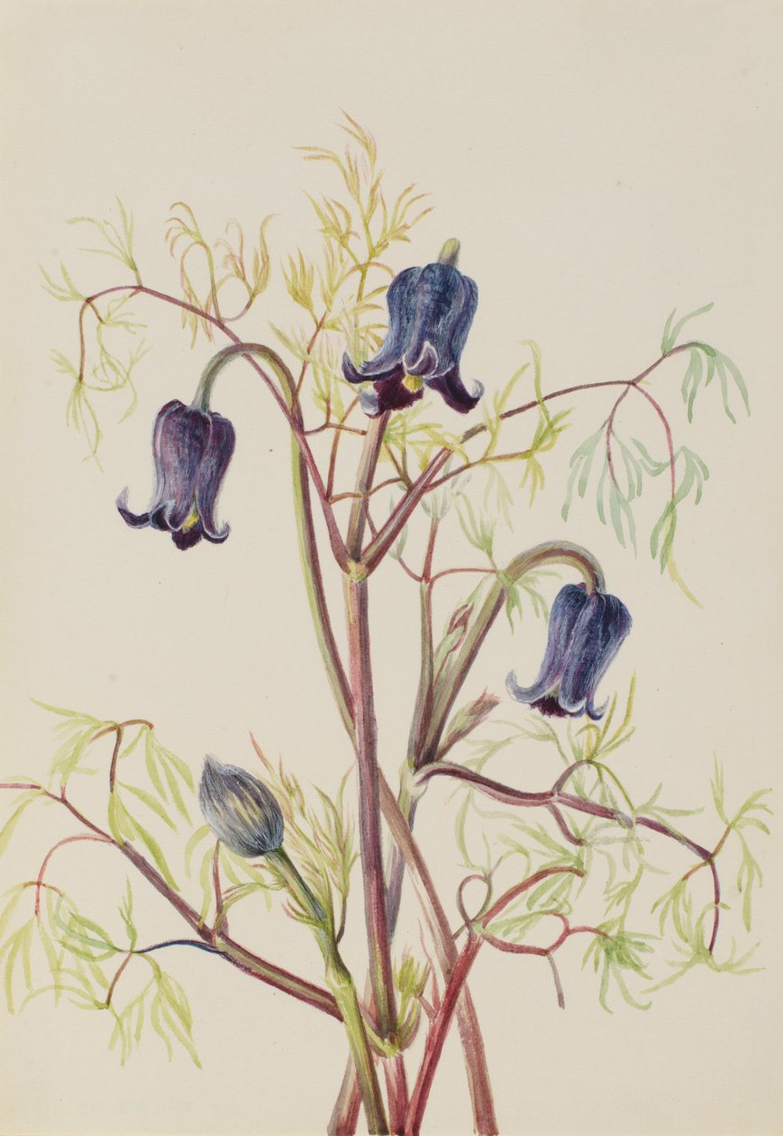 Fiore di Cuoio Clematis hirsutissima, ca. 1930s da Mary Vaux Walcott