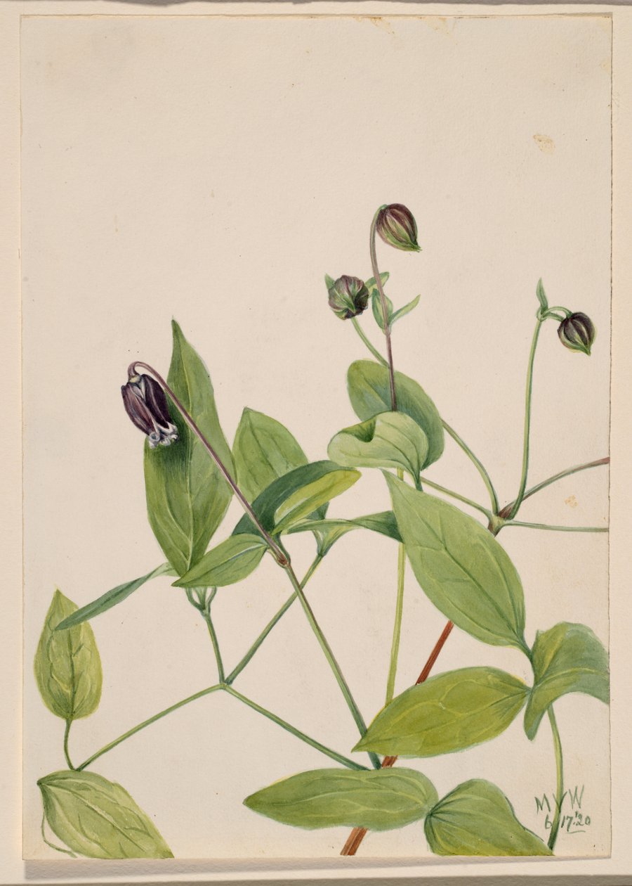 Fiore di cuoio Clematis viorna, 1920 da Mary Vaux Walcott