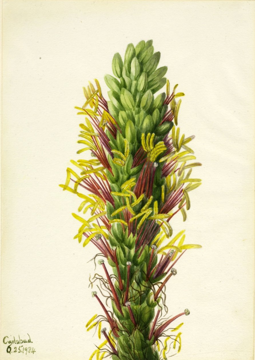 Lechuguilla (Agava lechuguilla) da Mary Vaux Walcott
