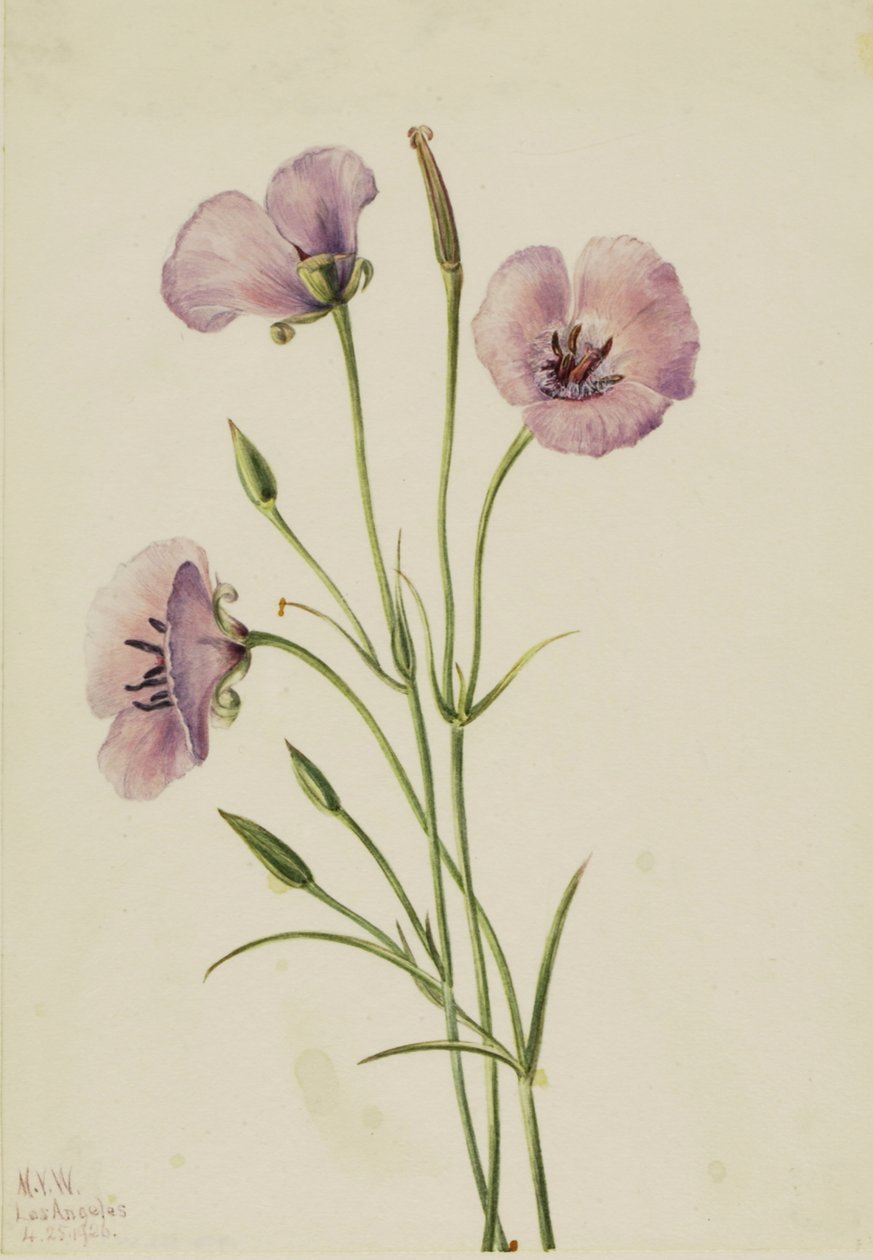 Mariposa lilla Calochortus splendens, 1926 da Mary Vaux Walcott