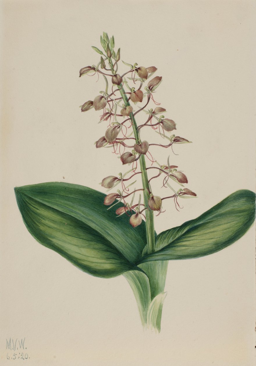 Giglio di mare (Liparis liliifolia) da Mary Vaux Walcott