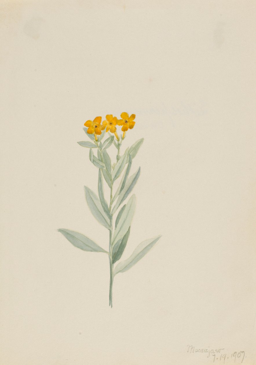 Lithospermum canescens da Mary Vaux Walcott